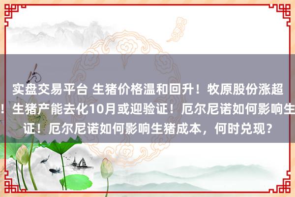 实盘交易平台 生猪价格温和回升！牧原股份涨超1%，养殖板块微涨！生猪产能去化10月或迎验证！厄尔尼诺如何影响生猪成本，何时兑现？